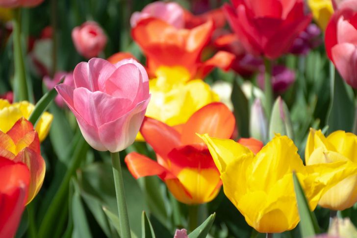 Tulpen Im Garten Inspirierend Tipps Tulpen Im Garten Richtig Pflanzen Und Pflegen
