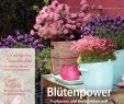 Tulpen Im Garten Luxus Calaméo Para S Garten 2 2018 Selbach