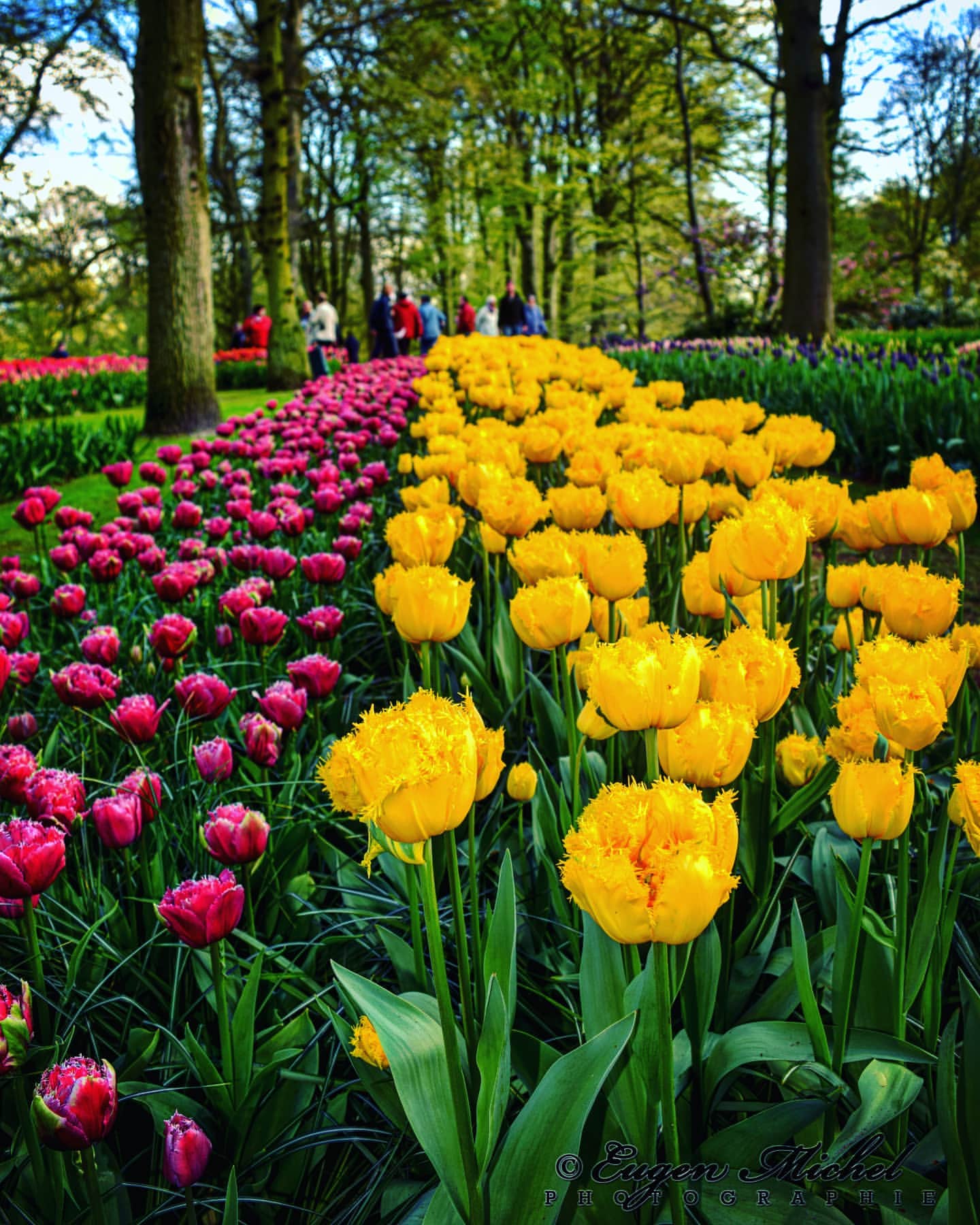 Tulpen Im Garten Luxus Instagram Posts at Keukenhof Lisse Holland