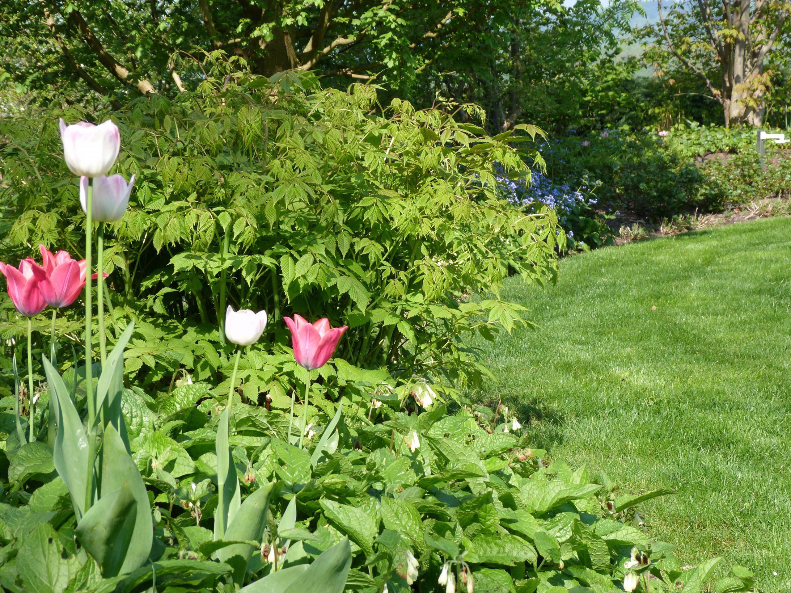 Tulpen Im Garten Neu Akzente Setzten Mit Tulpen Farbtupfer Im Frühjahr