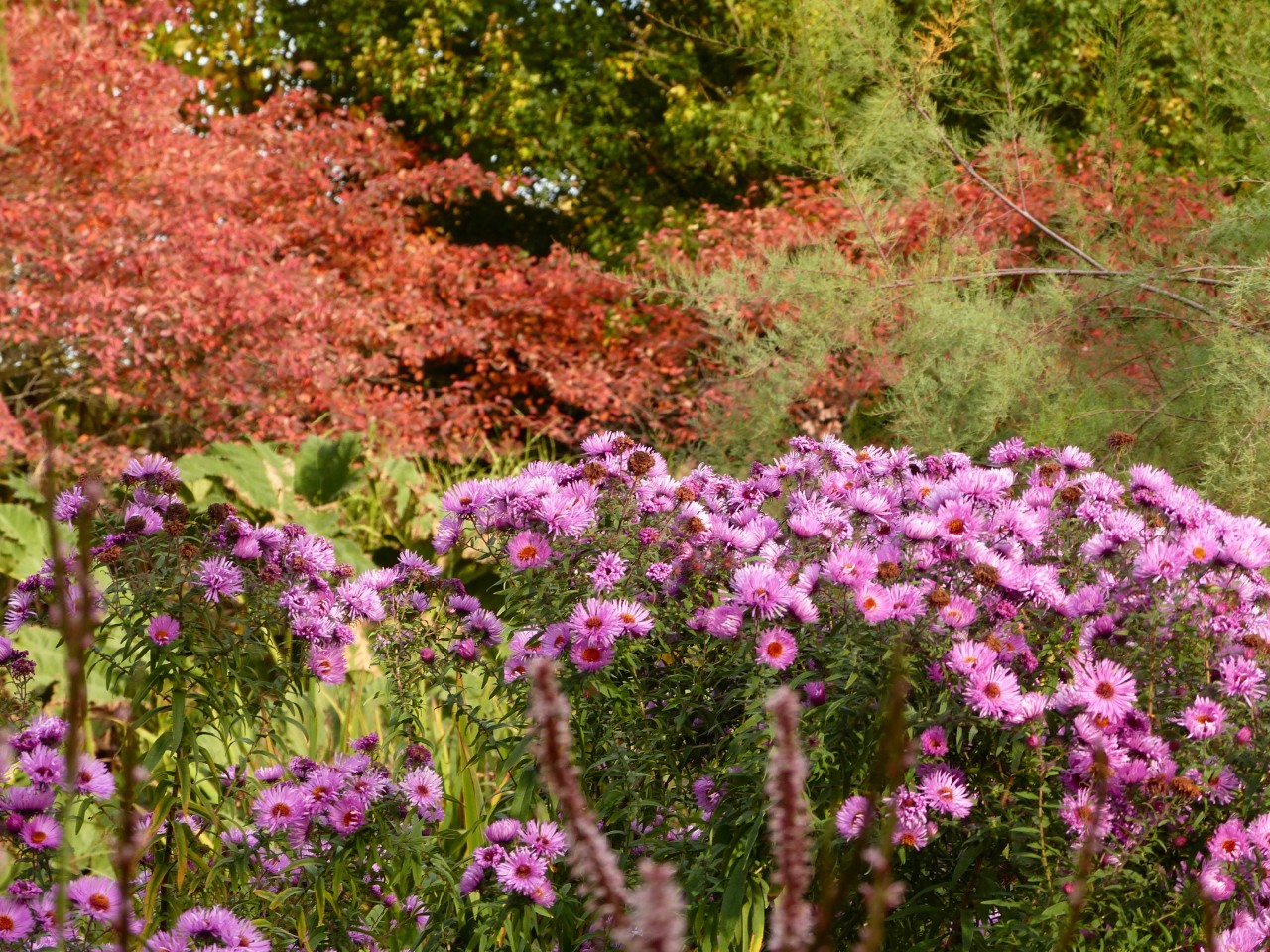 Tulpen Im Garten Neu Der Garten Im Herbst Herbst Das Gartenjahr