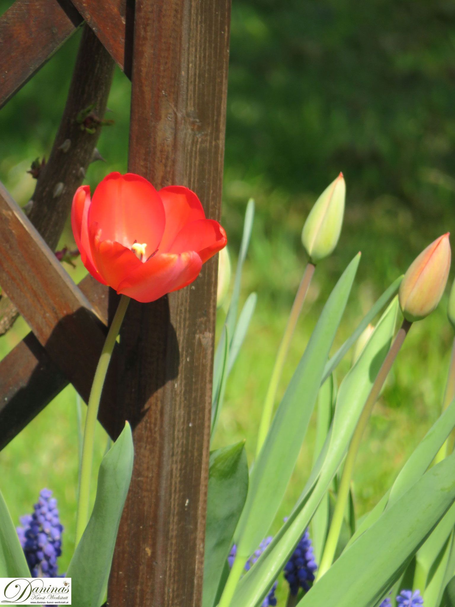 Tulpen Im Garten Neu Frühlingsblumen Im Garten
