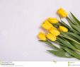 Tulpen Im Garten Neu Gelbe Tulpen Herein Auf Weißem Hintergrund Romantische