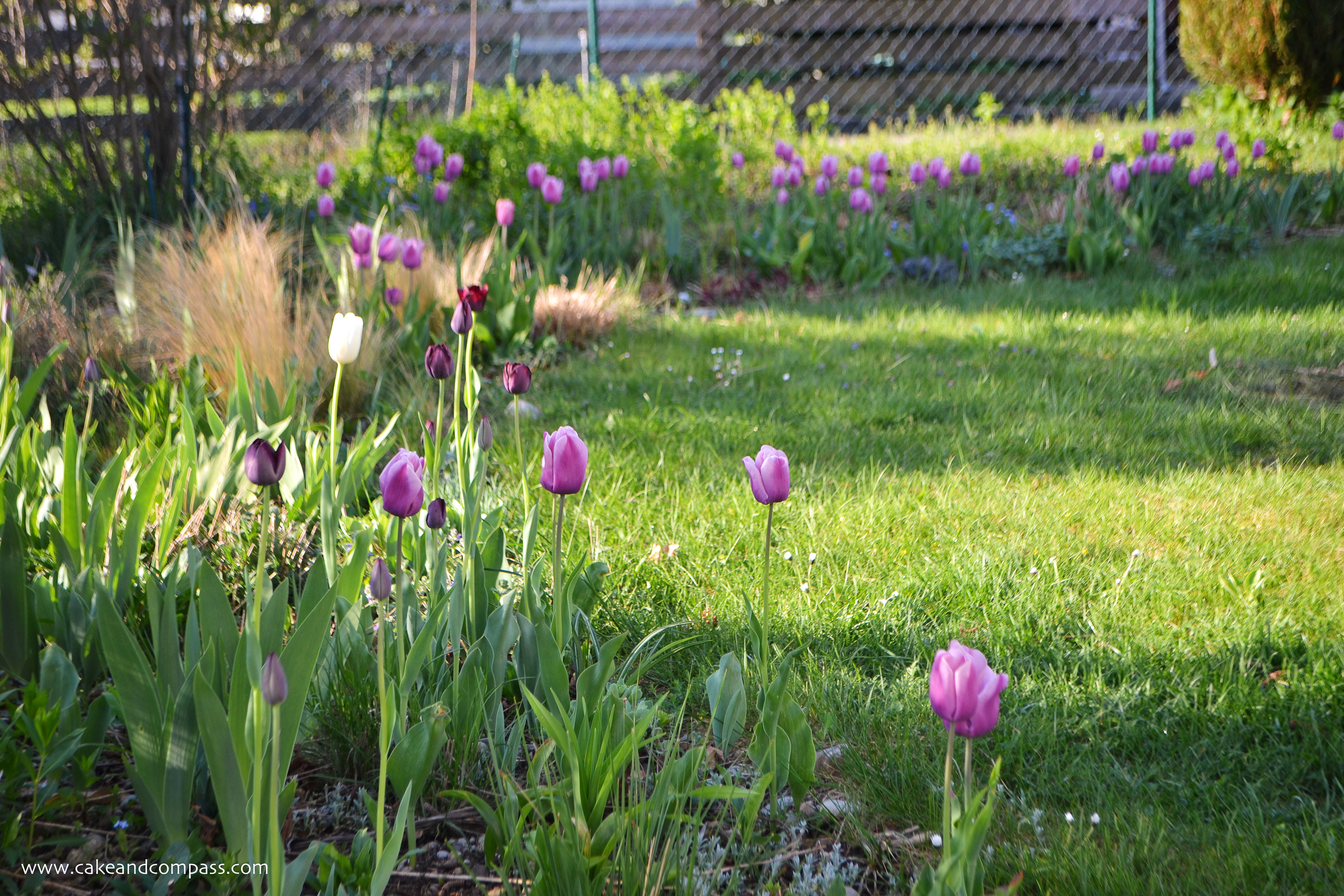 Tulpen Im Garten Neu Mein Garten Im April 2018 â Cakeand Pass