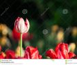 Tulpen Im Garten Schön Tulpenblume Mit Grünem Blatthintergrund Im Tulpenfeld Am
