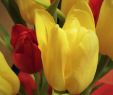 Tulpen Im Garten Schön Yellowblossom Instagram S and Videos