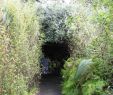 Tunnel Englischer Garten Frisch File Starr 2093 Buddleja Madagascariensis forming