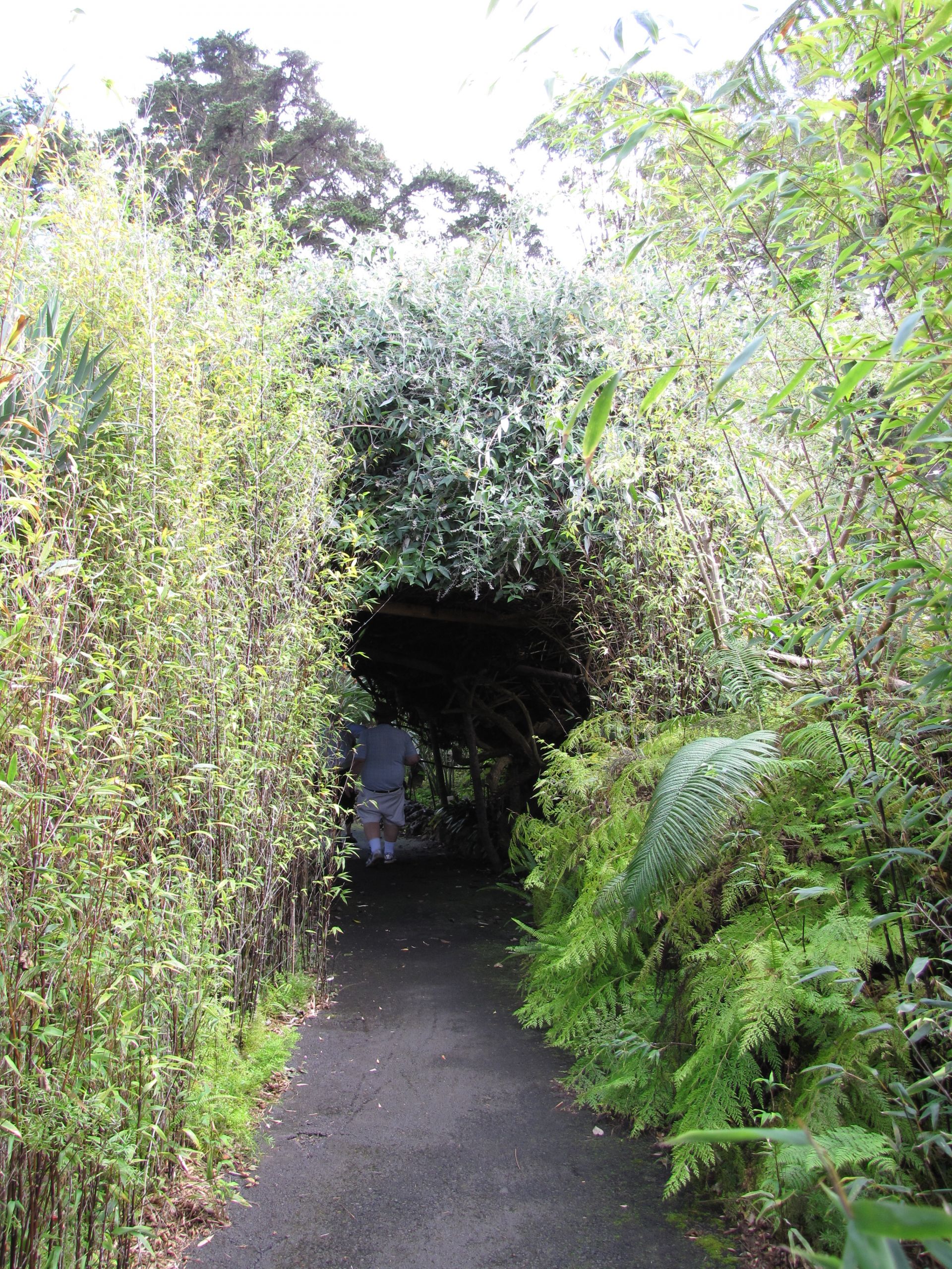 Starr 2093 Buddleja madagascariensis forming tunnel Kula Botanical Garden Maui %
