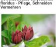 Ungeziefer Im Garten Einzigartig Gewürzstrauch Calycanthus Floridus Pflege Schneiden Und
