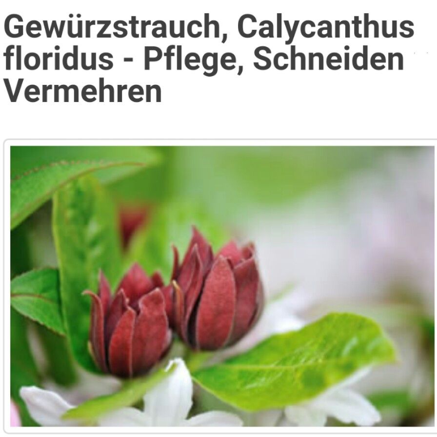 Ungeziefer Im Garten Einzigartig Gewürzstrauch Calycanthus Floridus Pflege Schneiden Und