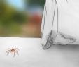 Ungeziefer Im Garten Genial Spinnen Aus Dem Haus Entfernen Ohne Sie Zu Töten – Wikihow