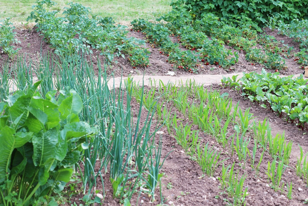 Wege Im Garten Anlegen Elegant Gemüsebeet Neu Anlegen Richtig Planen Für Beste Erträge