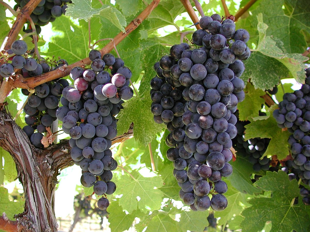 Weinanbau Im Garten Frisch Anbaugebiete Weintrauben