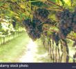 Weinanbau Im Garten Neu Anbaugebiete Weintrauben