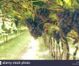 Weinanbau Im Garten Neu Anbaugebiete Weintrauben