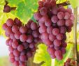 Weinanbau Im Garten Neu Weintrauben Obst