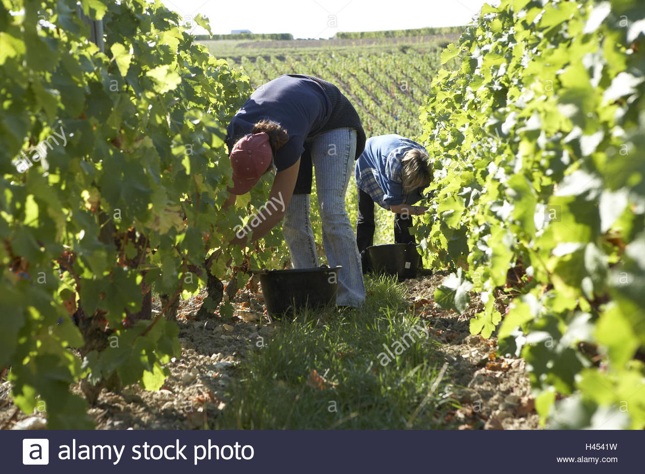 Weinanbau Im Garten Schön Anbaugebiete Weintrauben