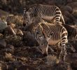 Zebra Steckbrief Einzigartig Karoo National Park Beaufort West 2020 All You Need to