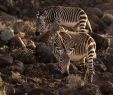 Zebra Steckbrief Einzigartig Karoo National Park Beaufort West 2020 All You Need to