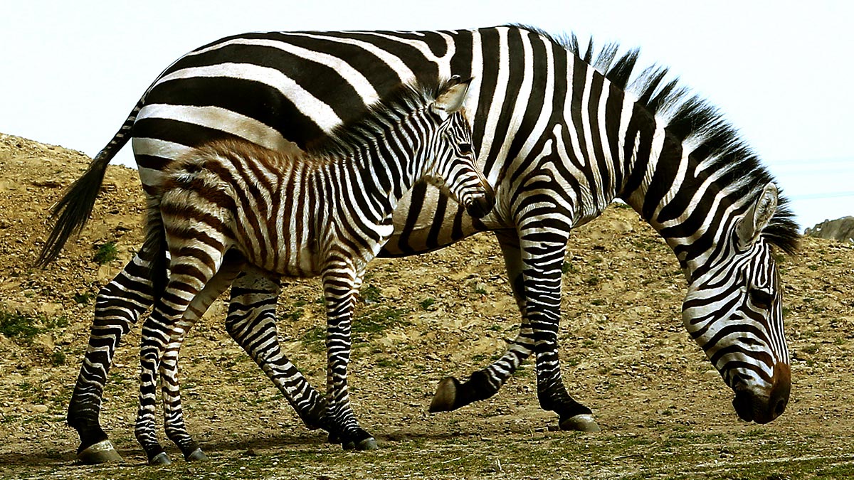 Zebra Steckbrief Frisch Grant Oder Böhm Zebra Equus Quagga Boehmi Zoom Erlebniswelt