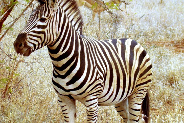 Zebra Steckbrief Inspirierend Zebra Simple English the Free Encyclopedia