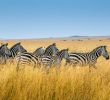 Zebra Steckbrief Inspirierend Zebra Steckbrief Heimat Ernährung Eigenschaften