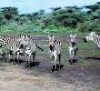Zebra Steckbrief Luxus Cnp Safaris