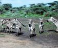 Zebra Steckbrief Luxus Cnp Safaris