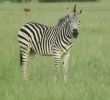 Zebra Steckbrief Luxus the Hide Hwange National Park Updated 2020 Prices