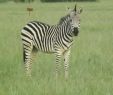Zebra Steckbrief Luxus the Hide Hwange National Park Updated 2020 Prices