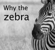 Zebra Steckbrief Neu De 60 Beste Bildene for Net Kreft Zebras