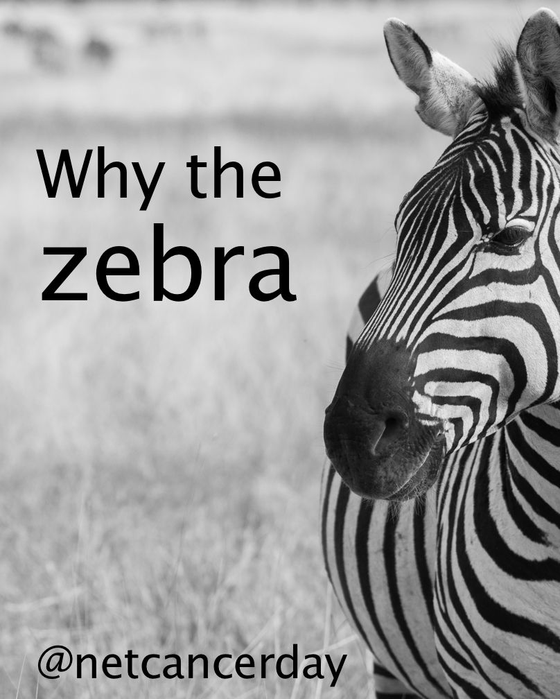 Zebra Steckbrief Neu De 60 Beste Bildene for Net Kreft Zebras