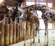 Zoologischer Garten Magdeburg Elegant Magdeburg Giraffen Verbot Für Den Zoo Sachsen Anhalt