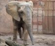 Zoologischer Garten Magdeburg Schön Zoo Magdeburg Elefant Darf Nach Rüssel Drama Endlich Wieder