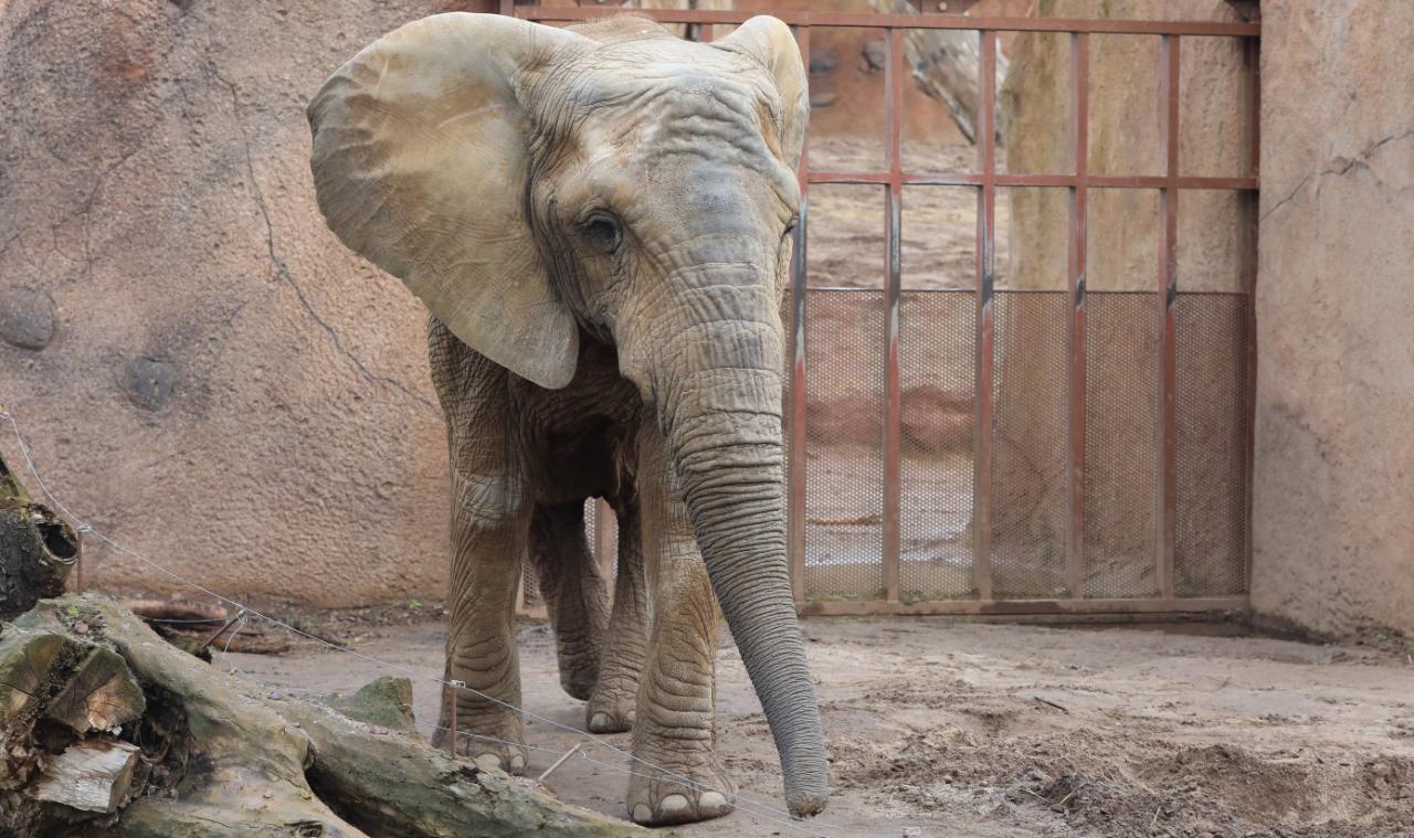 Zoologischer Garten Magdeburg Schön Zoo Magdeburg Elefant Darf Nach Rüssel Drama Endlich Wieder
